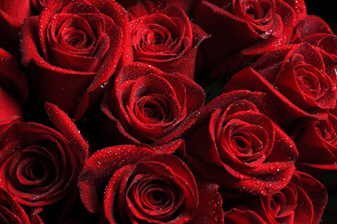 Whatsapp bedeutung rote rose Rosenfarben und