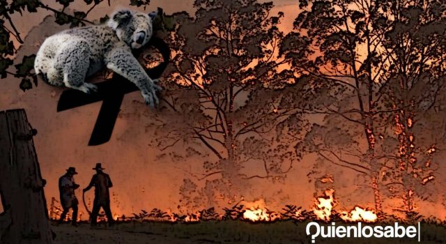 Incendios en Australia. 350 koalas muertos.