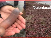 “El pez pene” y porque llego a las playas de San Francisco. ?