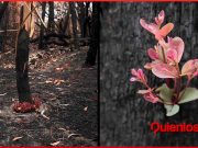 Australia, los arboles florecen, después de los incendios. australia los arboles florecen