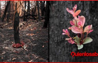 australia los arboles florecen