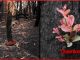 Australia, los arboles florecen, después de los incendios. australia los arboles florecen