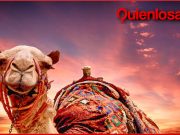 Australia, exterminio de camellos, 10.000 serán sacrificados para sustentar las reservas naturales de agua sterminio de camellos