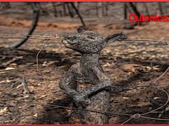 incendios-dolosos-australia