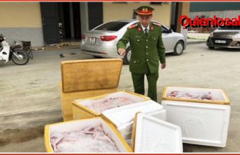 Vietnam, descubren 600 kilos de gatos congelados, listos para ser platos fuertes en un restaurante. Vietnam gatos congelados