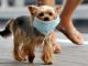 Las mascotas durante la cuarentena. mascotas coronavirus