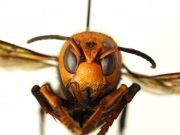Vespa Mandarinia: el nuevo insecto que amenaza. Vespa Mandarinia insecto amenaza