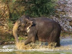 Elefante embarazada