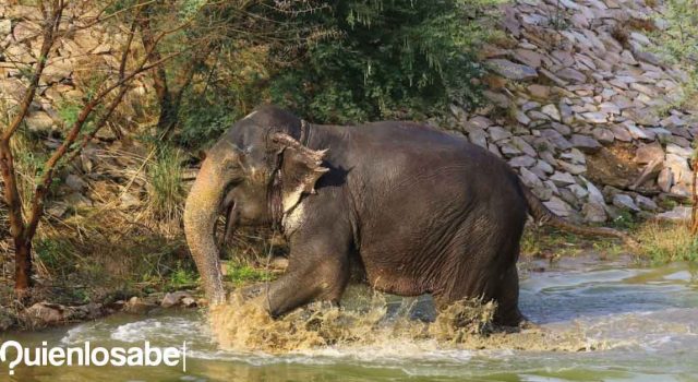 Indignación tras la muerte de una elefante embarazada. Elefante embarazada
