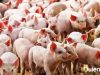 Hallan nuevo virus en China que viene de los cerdos. nuevo virus china cerdos