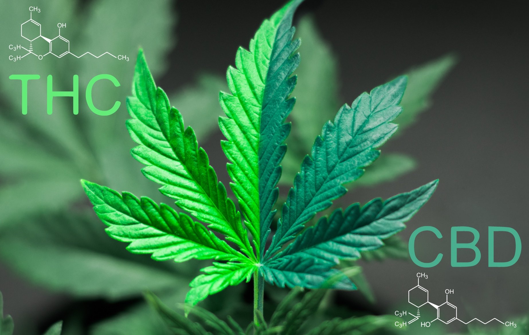 Лекарственные растения марихуаны скорость тор браузера