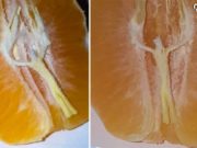 Hombre asegura que vio a Jesús en una mandarina. Jesús mandarina