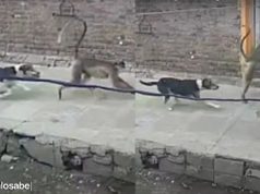 venganza monos 250 chachorros