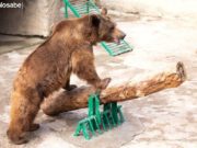 En Uzbekistán, una mujer lanzó a su hija a la jaula de un oso. mujer lanzó hija oso