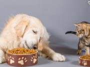 Comidas para consentir a tus mascotas. comidas para consentir mascotas