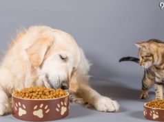 comidas para consentir mascotas