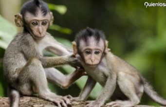 qué es la viruela del mono