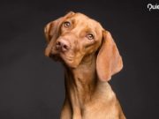 ¿Es cierto que los perros ven fantasmas? Es cierto que los perros ven fantasmas