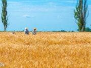 Kiev y Moscú firman acuerdo para exportar cereales. Kiev y Moscú firman acuerdo