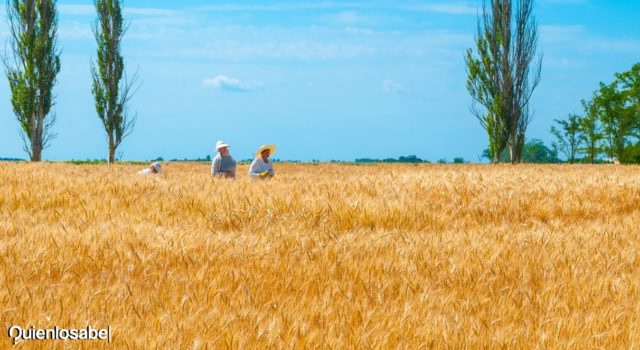 Kiev y Moscú firman acuerdo para exportar cereales. Kiev y Moscú firman acuerdo