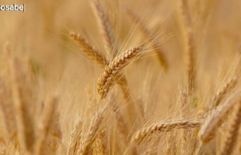 La hambruna causada por la invasión a Ucrania