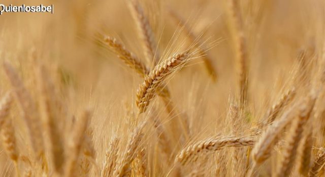 La hambruna causada por la invasión a Ucrania. La hambruna causada por la invasión a Ucrania