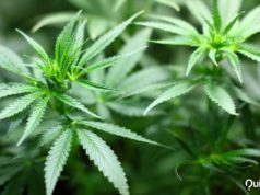 Por qué la marihuana es ilegal