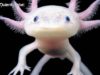 Qué es un Ajolote: El extraño animal mexicano que parece un Pokémon. Qué es un Ajolote