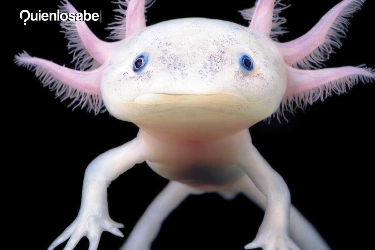 Qué es un Ajolote: El extraño animal mexicano que parece un Pokémon.