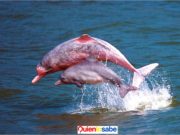 Los 153 delfines de las especies rosado y tucuxi hallados muertos en la última semana de septiembre en el río Tefé.