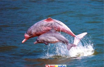 Los 153 delfines de las especies rosado y tucuxi hallados muertos en la última semana de septiembre en el río Tefé.