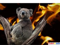 Australia presenta temperaturas de mas de 40 grados. El cuerpo de Bomberos se encuentra trabajando con incendios que el foco se encuentra en localidades como Hamley Bridge, Lochiel y Melrose en Australia.