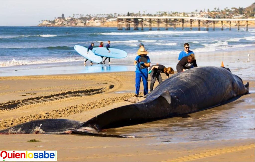 Inusual encuentro de Ballena que naufrago en las playas de San Diego.