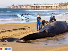 Ballena naufrago en playas de San Diego. Inusual encuentro de Ballena que naufrago en las playas de San Diego.
