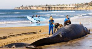 Inusual encuentro de Ballena que naufrago en las playas de San Diego.