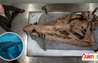 Un fósil de un Pliosaurio fue encontrado en el Reino Unido, data de 150 millones de años.