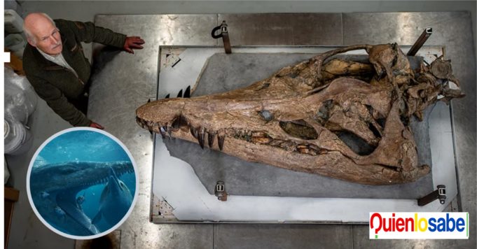 Un fósil de un Pliosaurio fue encontrado en el Reino Unido, data de 150 millones de años.
