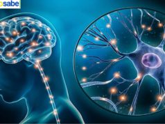 Muerte de las Neuronas causa enfermedades graves y degenerativas.