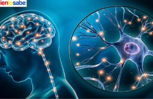Muerte de las Neuronas causa enfermedades graves y degenerativas.