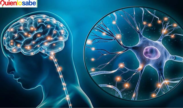 Muerte de las Neuronas causa enfermedades graves y degenerativas.