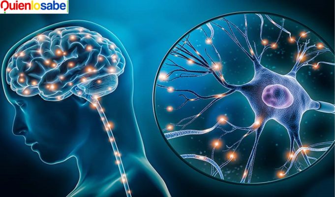 Neuronas su muerte causa trastornos y enfermedades en el organismo. Muerte de las Neuronas causa enfermedades graves y degenerativas.