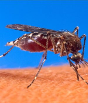 Peru ha declarado estado de emergencia sanitaria por Dengue. Estado de emergencia en Perú a causa del Dengue en mas de 20 regiones.