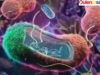 Bacteria Burkholderia esta afectando parte de México y la Baja California.