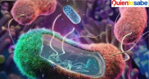 Bacteria Burkholderia esta afectando parte de México y la Baja California.