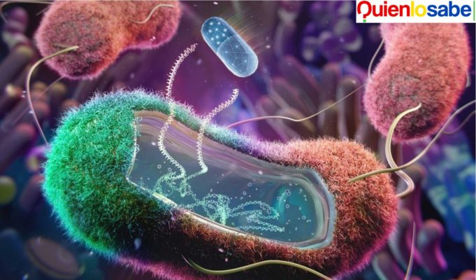 Bacteria Burkholderia seria la causante de varias muertes en la baja California. Bacteria Burkholderia esta afectando parte de México y la Baja California.