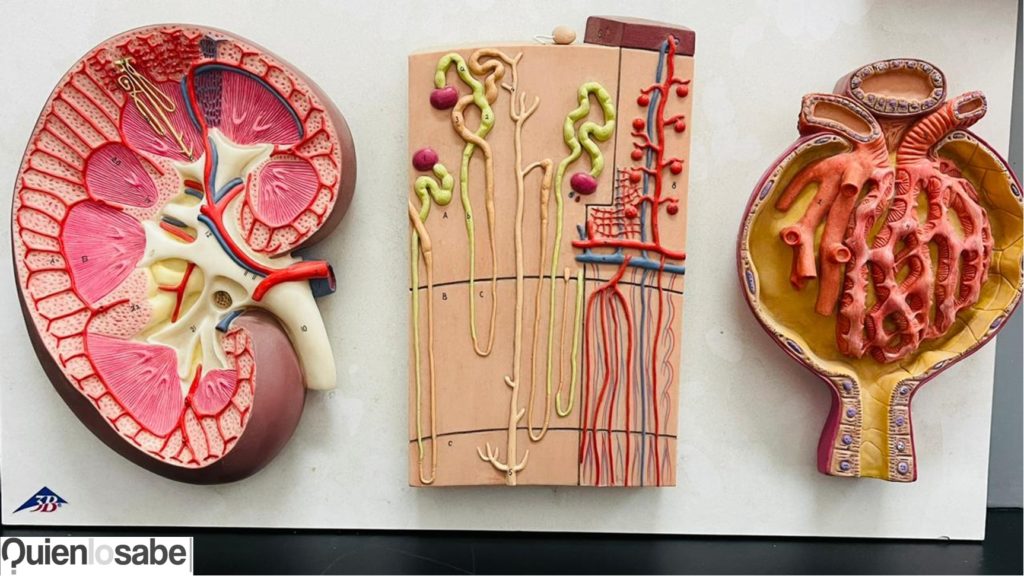 Jueves 14 de Marzo Dia Mundial del Riñón.