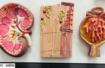 Dia mundial del Riñón segundo jueves del mes de marzo. Jueves 14 de Marzo Dia Mundial del Riñón.