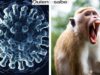 Virus trasmitido por Macacos fue diagnosticado en Hong Kong