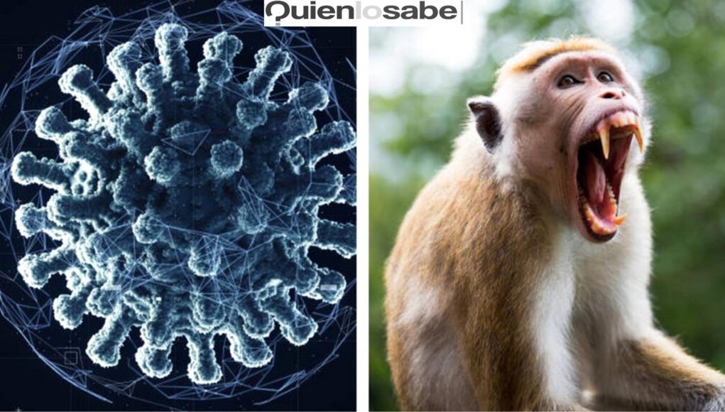 Hong Kong confirmo el primer caso del Virus B en humanos. Virus trasmitido por Macacos fue diagnosticado en Hong Kong