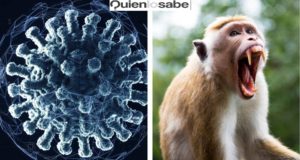 Virus trasmitido por Macacos fue diagnosticado en Hong Kong